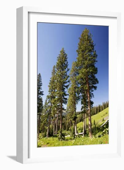 Engelman's Spruce in Rustler's Gulch, Maroon-null-Framed Photographic Print