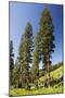 Engelman's Spruce in Rustler's Gulch, Maroon-null-Mounted Photographic Print