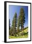 Engelman's Spruce in Rustler's Gulch, Maroon-null-Framed Photographic Print