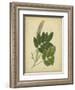 Engelmann Botanical III-Engelmann-Framed Art Print