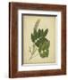 Engelmann Botanical III-Engelmann-Framed Art Print