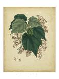 Engelmann Botanical III-Engelmann-Art Print