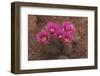 Engelmann's Hedgehog Cactus (Echinocereus engelmannii) flowering, Arizona, USA-Martin Withers-Framed Photographic Print