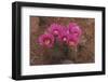 Engelmann's Hedgehog Cactus (Echinocereus engelmannii) flowering, Arizona, USA-Martin Withers-Framed Photographic Print