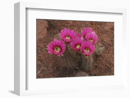 Engelmann's Hedgehog Cactus (Echinocereus engelmannii) flowering, Arizona, USA-Martin Withers-Framed Photographic Print