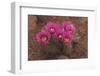 Engelmann's Hedgehog Cactus (Echinocereus engelmannii) flowering, Arizona, USA-Martin Withers-Framed Photographic Print