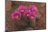 Engelmann's Hedgehog Cactus (Echinocereus engelmannii) flowering, Arizona, USA-Martin Withers-Mounted Photographic Print