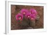 Engelmann's Hedgehog Cactus (Echinocereus engelmannii) flowering, Arizona, USA-Martin Withers-Framed Photographic Print