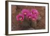 Engelmann's Hedgehog Cactus (Echinocereus engelmannii) flowering, Arizona, USA-Martin Withers-Framed Photographic Print