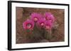 Engelmann's Hedgehog Cactus (Echinocereus engelmannii) flowering, Arizona, USA-Martin Withers-Framed Photographic Print