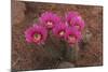 Engelmann's Hedgehog Cactus (Echinocereus engelmannii) flowering, Arizona, USA-Martin Withers-Mounted Photographic Print