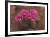 Engelmann's Hedgehog Cactus (Echinocereus engelmannii) flowering, Arizona, USA-Martin Withers-Framed Photographic Print