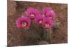 Engelmann's Hedgehog Cactus (Echinocereus engelmannii) flowering, Arizona, USA-Martin Withers-Mounted Photographic Print