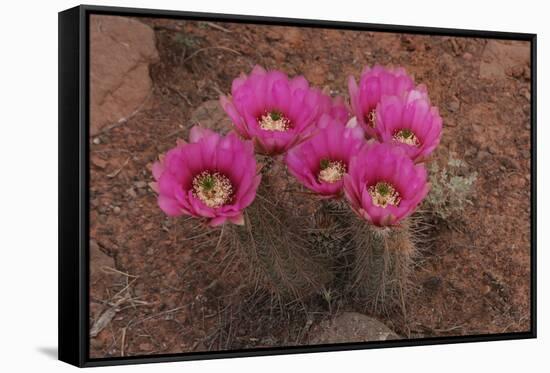 Engelmann's Hedgehog Cactus (Echinocereus engelmannii) flowering, Arizona, USA-Martin Withers-Framed Stretched Canvas