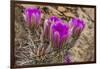 Engelmann's Hedgehog cactus in full bloom near Virgin, Utah, USA-Chuck Haney-Framed Photographic Print