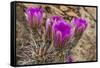 Engelmann's Hedgehog cactus in full bloom near Virgin, Utah, USA-Chuck Haney-Framed Stretched Canvas