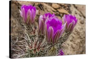 Engelmann's Hedgehog cactus in full bloom near Virgin, Utah, USA-Chuck Haney-Stretched Canvas