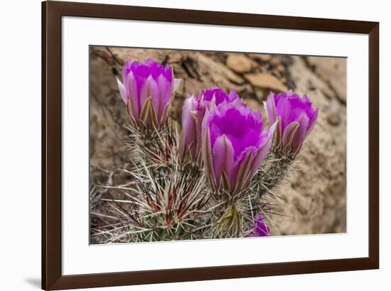 Engelmann's Hedgehog cactus in full bloom near Virgin, Utah, USA-Chuck Haney-Framed Photographic Print