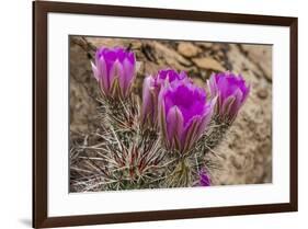 Engelmann's Hedgehog cactus in full bloom near Virgin, Utah, USA-Chuck Haney-Framed Photographic Print