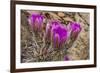 Engelmann's Hedgehog cactus in full bloom near Virgin, Utah, USA-Chuck Haney-Framed Photographic Print