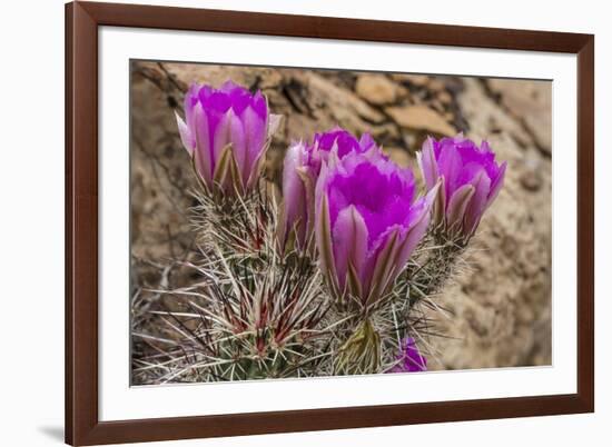 Engelmann's Hedgehog cactus in full bloom near Virgin, Utah, USA-Chuck Haney-Framed Photographic Print