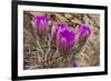 Engelmann's Hedgehog cactus in full bloom near Virgin, Utah, USA-Chuck Haney-Framed Photographic Print