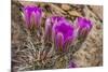 Engelmann's Hedgehog cactus in full bloom near Virgin, Utah, USA-Chuck Haney-Mounted Photographic Print