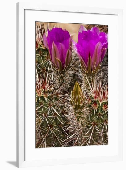 Engelmann's Hedgehog cactus in full bloom near Virgin, Utah, USA-Chuck Haney-Framed Photographic Print