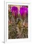 Engelmann's Hedgehog cactus in full bloom near Virgin, Utah, USA-Chuck Haney-Framed Photographic Print