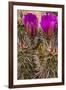 Engelmann's Hedgehog cactus in full bloom near Virgin, Utah, USA-Chuck Haney-Framed Photographic Print