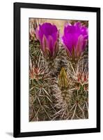 Engelmann's Hedgehog cactus in full bloom near Virgin, Utah, USA-Chuck Haney-Framed Photographic Print