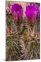 Engelmann's Hedgehog cactus in full bloom near Virgin, Utah, USA-Chuck Haney-Mounted Photographic Print