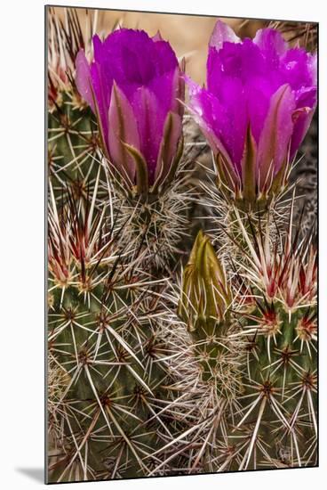 Engelmann's Hedgehog cactus in full bloom near Virgin, Utah, USA-Chuck Haney-Mounted Photographic Print