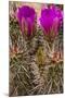 Engelmann's Hedgehog cactus in full bloom near Virgin, Utah, USA-Chuck Haney-Mounted Photographic Print