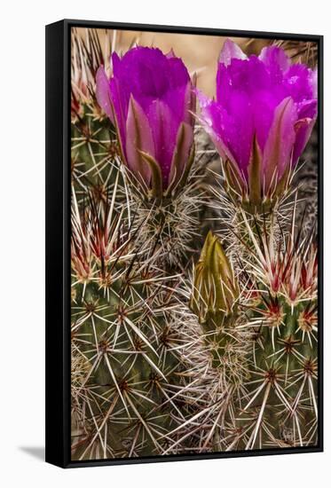Engelmann's Hedgehog cactus in full bloom near Virgin, Utah, USA-Chuck Haney-Framed Stretched Canvas