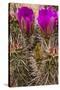 Engelmann's Hedgehog cactus in full bloom near Virgin, Utah, USA-Chuck Haney-Stretched Canvas