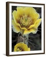 Engelmann's Prickly Pear, Saguaro National Park, Arizona, USA-Kristin Mosher-Framed Premium Photographic Print