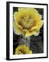 Engelmann's Prickly Pear, Saguaro National Park, Arizona, USA-Kristin Mosher-Framed Premium Photographic Print