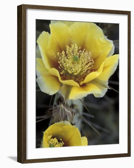 Engelmann's Prickly Pear, Saguaro National Park, Arizona, USA-Kristin Mosher-Framed Photographic Print