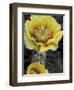 Engelmann's Prickly Pear, Saguaro National Park, Arizona, USA-Kristin Mosher-Framed Photographic Print