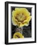 Engelmann's Prickly Pear, Saguaro National Park, Arizona, USA-Kristin Mosher-Framed Photographic Print