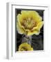 Engelmann's Prickly Pear, Saguaro National Park, Arizona, USA-Kristin Mosher-Framed Photographic Print