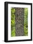 Engelmann spruce tree, String Lake, Grand Tetons National Park, Wyoming, USA-Roddy Scheer-Framed Photographic Print