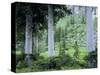 Engelmann Spruce Trees, Wasatch-Cache National Forest, Utah, USA-Scott T^ Smith-Stretched Canvas