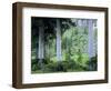 Engelmann Spruce Trees, Wasatch-Cache National Forest, Utah, USA-Scott T^ Smith-Framed Photographic Print