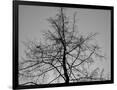 Gramercy Black