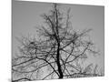 Wood Mount