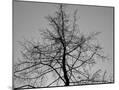 Wood Mount