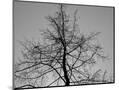 Wood Mount