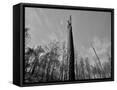 Canvas Black